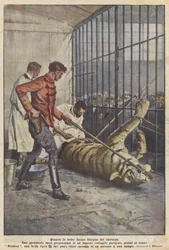 Wenn die Bestien einen Chirurgen brauchen